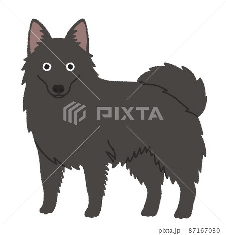 スキッパーキの犬イラスト 87167030