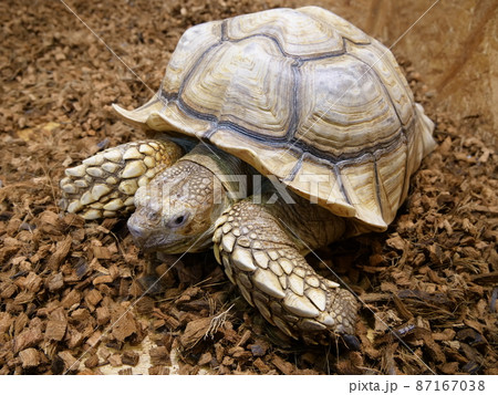 世界で3番目に大きなケヅメリクガメ 87167038