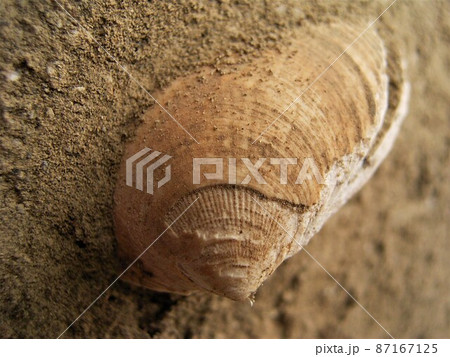 相模湾大磯虫窪貝塚2 87167125