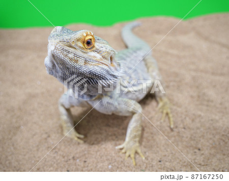 こちらを向いたフトアゴヒゲトカゲ こちらを向いたフトアゴヒゲトカゲ 87167250