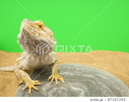 石に手をついているフトアゴヒゲトカゲ 87167263