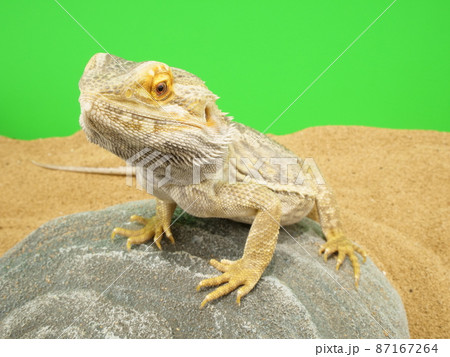 石に身を乗り出したフトアゴヒゲトカゲ 87167264