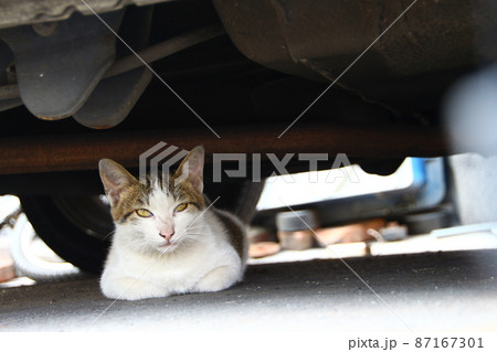 猫 ねこ ネコ 87167301
