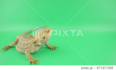 振り返るフトアゴヒゲトカゲ 87167388
