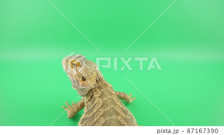後ろを振り返るフトアゴヒゲトカゲ 87167390