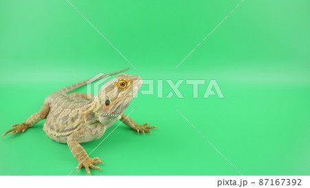 顔をあげているフトアゴヒゲトカゲ 顔をあげているフトアゴヒゲトカゲ 87167392