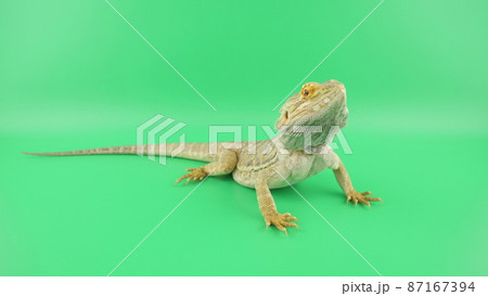 斜めから見たフトアゴヒゲトカゲ 87167394