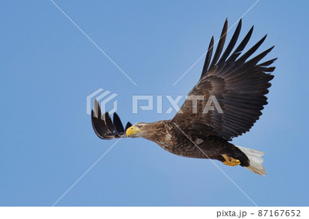 青空を悠々と飛ぶオジロワシ 87167652