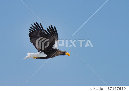 羅臼の空を飛ぶオオワシ 羅臼の空を飛ぶオオワシ 87167659