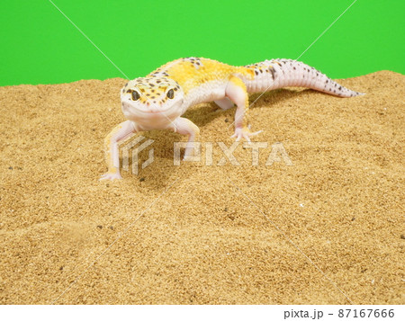 こちらを見つめるレオパ 87167666