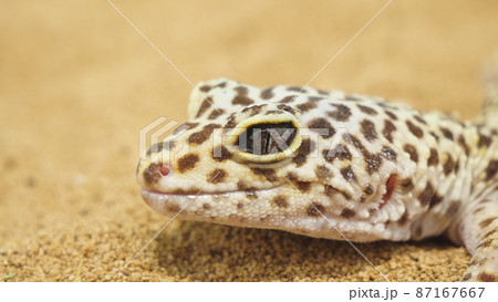 ヒョウモントカゲモドキの横顔のアップ ヒョウモントカゲモドキの横顔のアップ 87167667