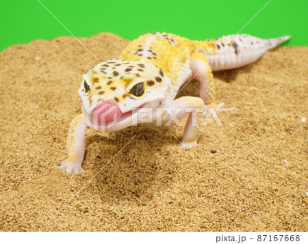 ペロッと舌をだしたレオパ ペロッと舌をだしたレオパ 87167668