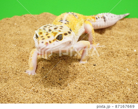一歩踏み出したヒョウモントカゲモドキ 87167669
