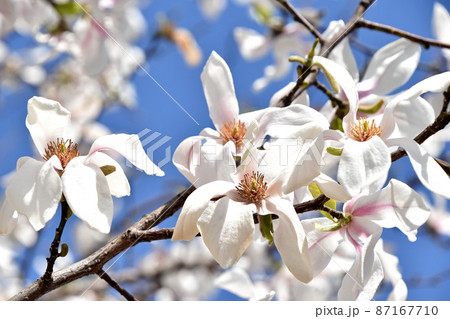 コブシ（辛夷） 87167710