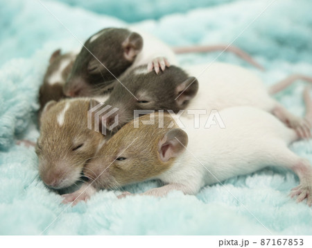 寄り添いあうベビーのラット 87167853