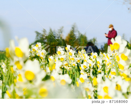 満開の水仙　千早赤阪村　スイセンの丘 87168060