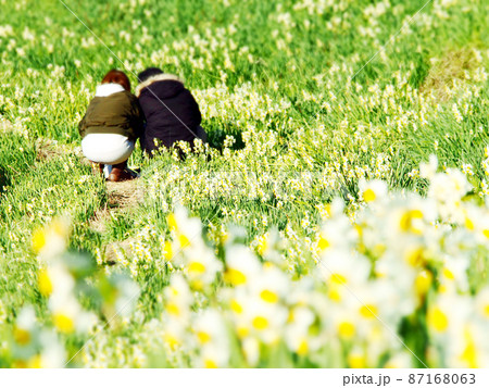 満開の水仙　 87168063