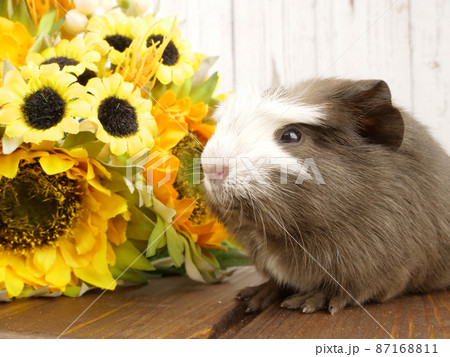 お花とモルモット 87168811