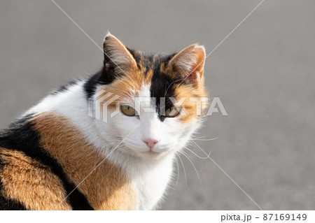 三毛猫 87169149