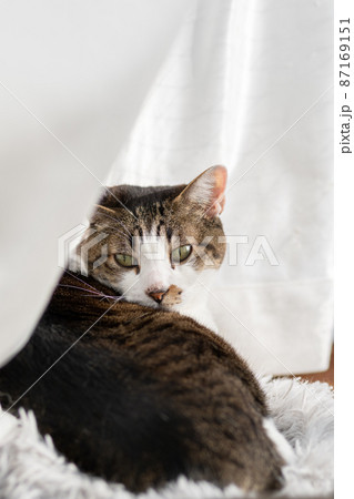 窓辺の猫　キジトラ猫 87169151