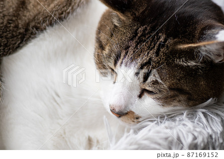 眠る猫　キジトラ猫 87169152