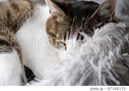 眠る猫　キジトラ猫 87169153