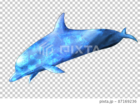 Fantastic dolphin Fantastic dolphin 87169236