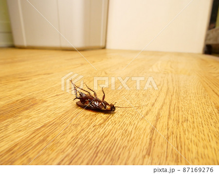 フローリングに転がるゴキブリ 87169276