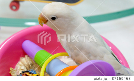 A pastel blue Fischer's Lovebird standing on top of a pink tray filled with toys. 87169468