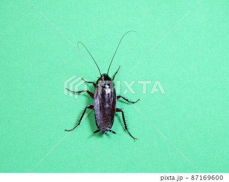 壁にとまるクロゴキブリ 壁にとまるクロゴキブリ 87169600