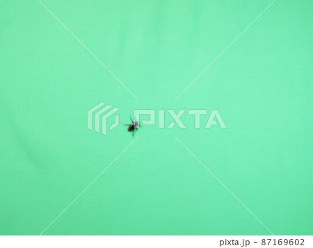 壁にはりつくゴキブリ 壁にはりつくゴキブリ 87169602