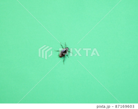 壁にあらわれたクロゴキブリ 87169603