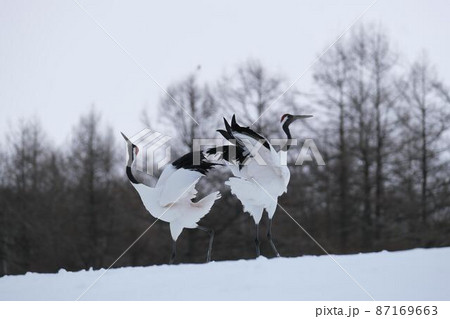 タンチョウ 87169663