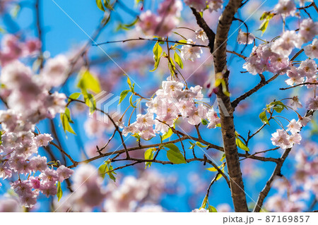 【桜素材】八重紅枝垂【長野県】 【桜素材】八重紅枝垂【長野県】 87169857