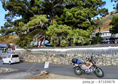 小豆島の宝生院にあるシンパクの巨木はお見事です 87169876