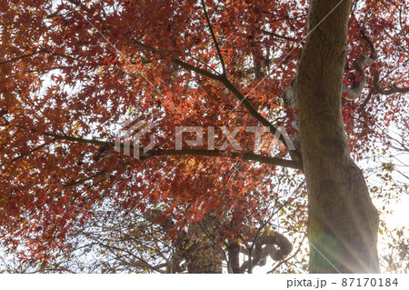 旧岩崎家末廣別邸の紅葉 旧岩崎家末廣別邸の紅葉 87170184