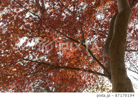 旧岩崎家末廣別邸の紅葉 87170194