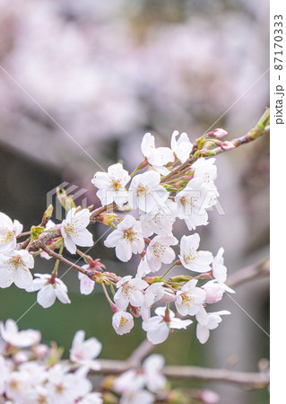 桜 さくら サクラ 87170333