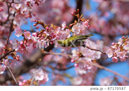 椿寒桜とメジロ 椿寒桜とメジロ 87170587