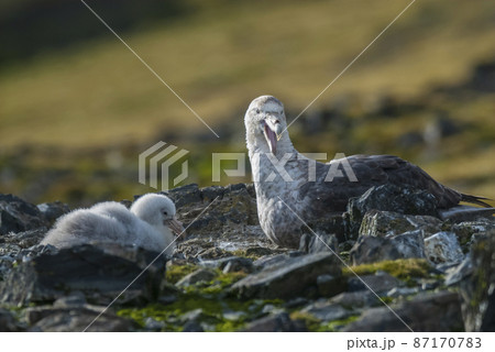 Antarctic giant petrel in nest , 87170783