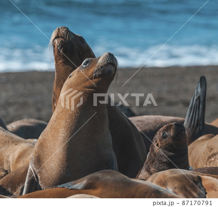 Sea Lion , Patagonia , Argentina Sea Lion , Patagonia , Argentina 87170791