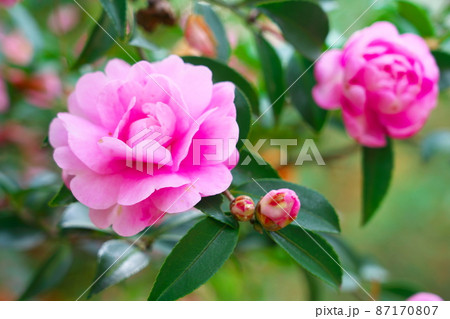 嫁いらず観音院の樋の尻山に咲いたピンクのサザンカの花2 岡山県井原市 嫁いらず観音院の樋の尻山に咲いたピンクのサザンカの花2 岡山県井原市 87170807