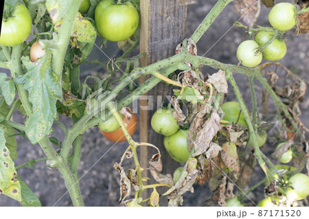 Fusarium wilt disease, damaged by disease and pests of tomato leaves Fusarium wilt disease, damaged by disease and pests of tomato leaves 87171520
