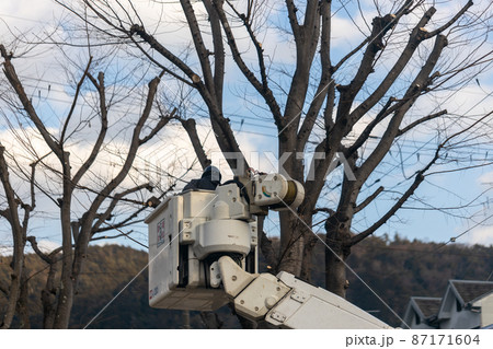 公園の樹の枝を剪定しているところ 87171604