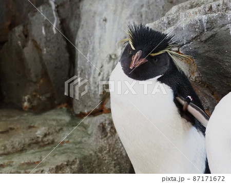 イワトビペンギン イワトビペンギン 87171672