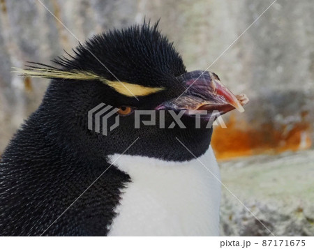 イワトビペンギン イワトビペンギン 87171675