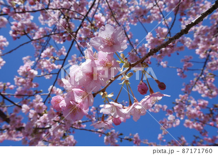 河津桜 87171760