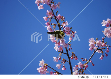 河津桜とメジロ 河津桜とメジロ 87171761