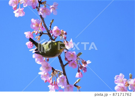 河津桜とメジロ 87171762