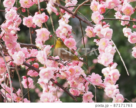 春の花とメジロ 春の花とメジロ 87171763